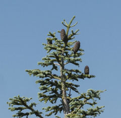 Abies magnifica shastensis