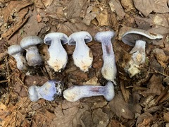 Cortinarius cyanites