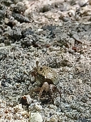 Ocypodidae