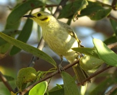 Ptilotula flavescens