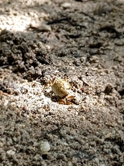 Ocypodidae