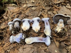 Cortinarius cyanites