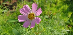 Cosmos bipinnatus