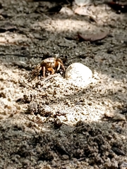 Ocypodidae