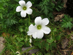 Oxalis alpina