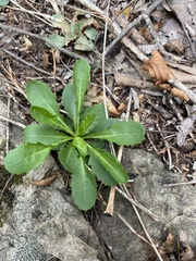 Borodinia missouriensis