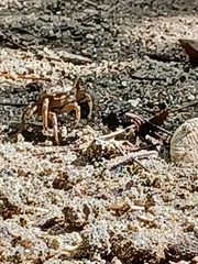 Ocypodidae