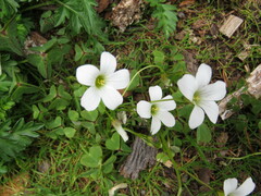 Oxalis alpina