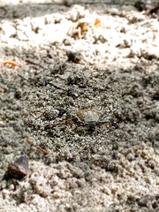 Ocypodidae