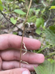 Borodinia missouriensis