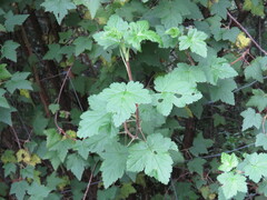 Ribes ciliatum
