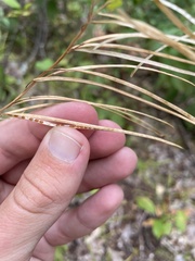 Borodinia missouriensis