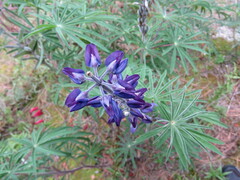 Lupinus reflexus