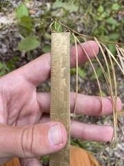Borodinia missouriensis