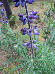 Lupinus reflexus