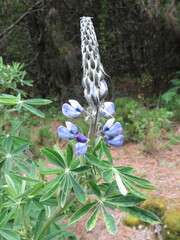 Lupinus reflexus