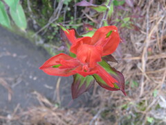Castilleja cryptandra