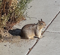 Otospermophilus beecheyi