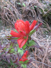 Castilleja cryptandra