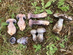 Cortinarius cyanites
