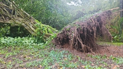 Ficus tinctoria