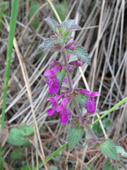 Stachys pilosissima