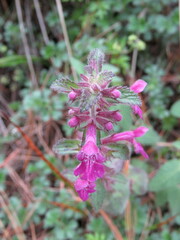 Stachys pilosissima