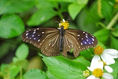 Euploea mulciber barsine