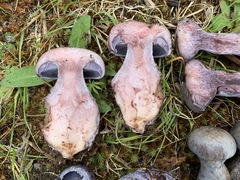 Cortinarius cyanites