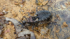 Acanthaspis westermanni