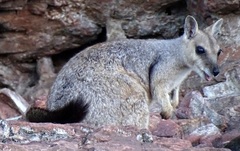 Petrogale brachyotis