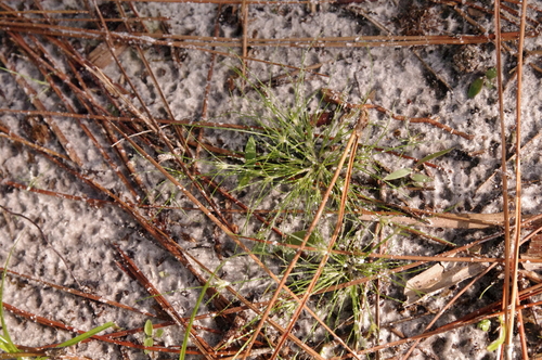 Sandy field hairsedge (Bulbostylis stenophylla)
