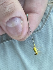 Enallagma vesperum