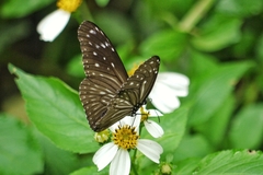 Euploea mulciber barsine