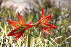 Hippeastrum morelianum