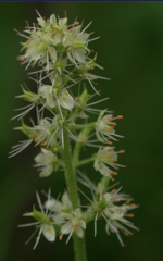 Micranthes spicata