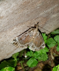 Hypena abalienalis