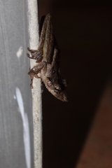 Scinax rostratus