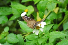 Euploea mulciber barsine