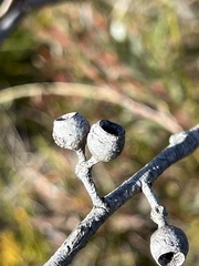 Eucalyptus stricta