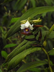 Sobralia luerorum