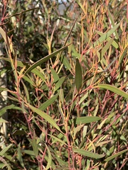 Eucalyptus stricta