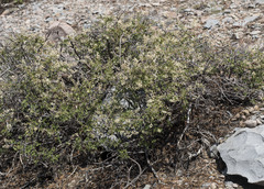 Holodiscus discolor glabrescens