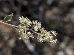 Holodiscus discolor glabrescens