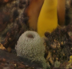 Fungi