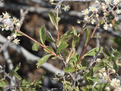 Holodiscus discolor glabrescens