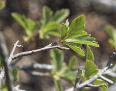 Holodiscus discolor glabrescens