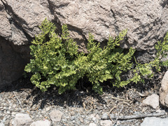 Cryptogramma cascadensis