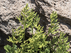 Cryptogramma cascadensis