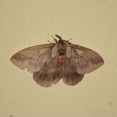 Pseudodirphia eumedide